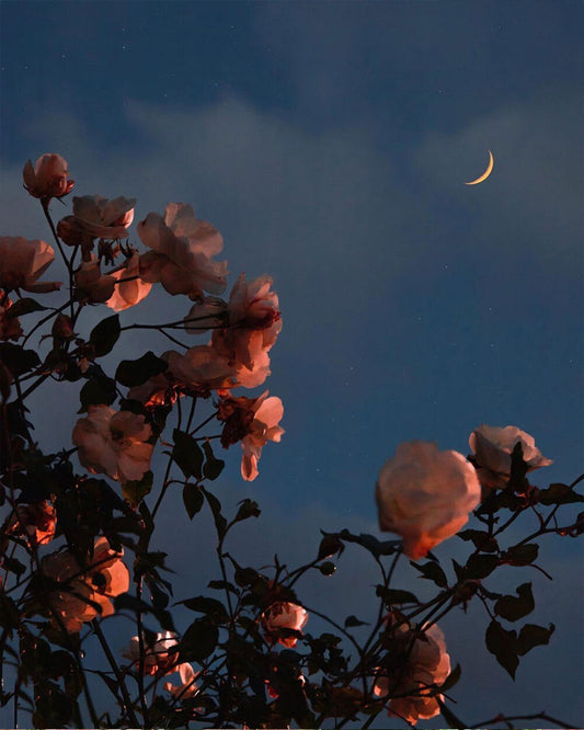 Midnight Roses design