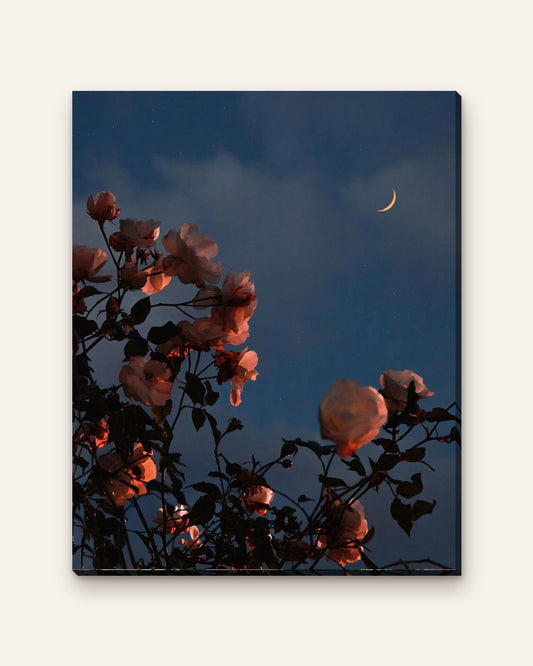 Midnight Roses paint by numbers kit, finished canvas